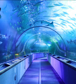 Aquarium of the Bay